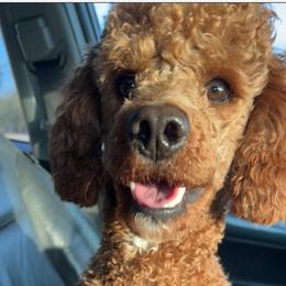Hank - Poodle