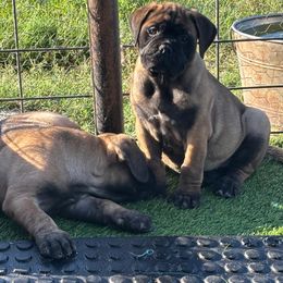 Dark Pink - Red female Bullmastiff puppy in Cedar Creek, Texas from Jenkins Family Bullmastiffs