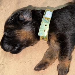 VIP Gold Boy - Black and red male German Shepherd puppy in Davie, Florida from Vom Broward Haus