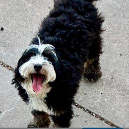 Jazzy - Bernedoodle