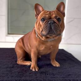 Xerxes - French Bulldog