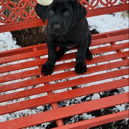 Labrador Retriever Puppies from Labs of Cottonhollow