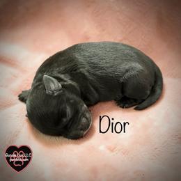 7 Dior - Black and white female Schnoodle puppy in Saint Augustine, Florida from Gunnie Luv, LLC