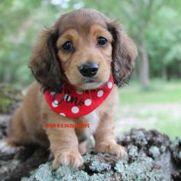 Dino - Red male Dachshund puppy in Big Sandy, Texas from Linda B’s Dachshunds
