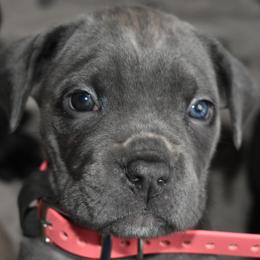 Pink - Gray female Cane Corso puppy in Sault Ste Marie, Michigan from Willow Creek Cane Corsos
