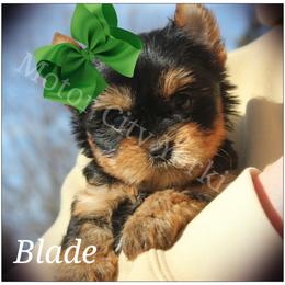 Yorkshire Terrier Puppies from Danielle's Yorkie Babies