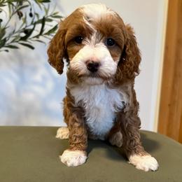 Willow - Red  female Goldendoodle puppy in St George, Utah from Doodle Bears of Southern Utah