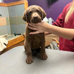 Yellow - Brown female Chesapeake Bay Retriever puppy in Plainwell, Michigan from Gun River Chesapeake Bay Retrievers