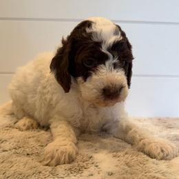 No collar - Parti female Goldendoodle puppy in San Augustine, Texas from Vintage Doodles