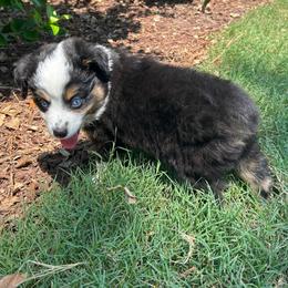 Kalua - Red tri male Toy Australian Shepherd puppy in Southport, North Carolina from Small Mini/Toy Aussies