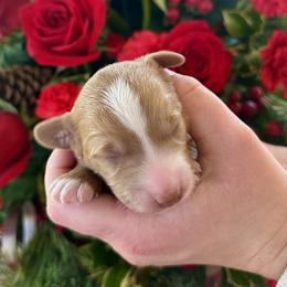 Snowdrop - Red  female Goldendoodle puppy in Mattawan, Michigan from KaZoo Doodles