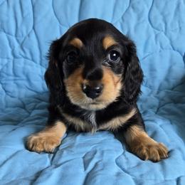 Dachshund Puppies from Spring Valley Dachshunds