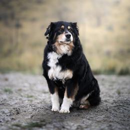 Australian Shepherd puppies from Painted Blue Aussies