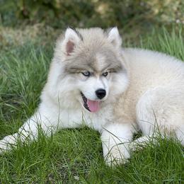 Siberian Husky Puppies from Addison Grove Huskies