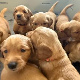 Golden Retriever Puppies from Greenridge Kennels