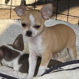 Champ - Black sabled fawn male Chihuahua puppy in Amity, Pennsylvania from Rhoda and Verna