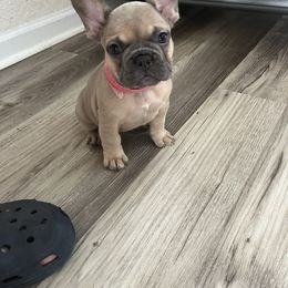 French Bulldog Puppies from DDV French Bulldogs