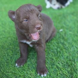 Phoenix - Chocolate male Pomsky puppy in La/Oc, California from SoCal Pomskies LLC