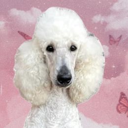 Everest - Poodle