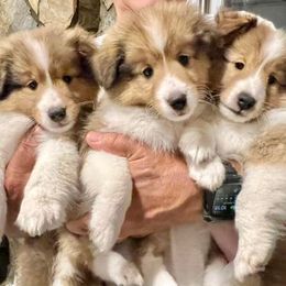 Shetland Sheepdog Puppies from Cheri Spangler's Shetland Sheepdogs