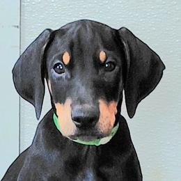 Party Popper - Black and rust male Doberman Pinscher puppy in Valley View, Texas from Daystar Dobermans