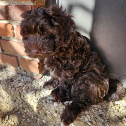 Sam - Chocolate male Havapoo puppy in Louisville, Kentucky from Derbyville Havapoos