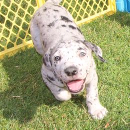 Cookies and Cream - Merle female Great Dane puppy in Littleton, Colorado from Denver Danes