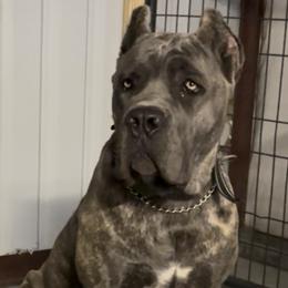 Cane Corso Puppies from Miracle City