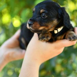 Pumpernickel - Black and tan male Dachshund puppy in Youngstown, Florida from Paradox Dachshunds