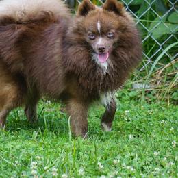 Pomsky, Shetland Sheepdog, and Toy Shetland Sheepdog Puppies from Mountain High Kennels