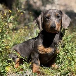 Diesel - Dachshund