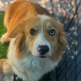 Holly - American Corgi