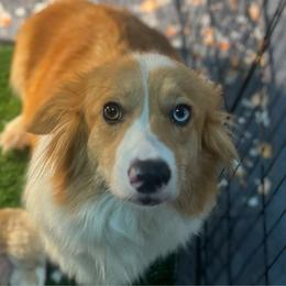 Holly - American Corgi