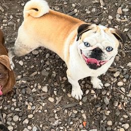 Mocha - Pug
