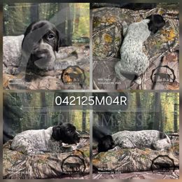 Boy 042125M04R - Black and white male German Shorthaired Pointer puppy in Moyie Springs, Idaho from Wier Farms GSP