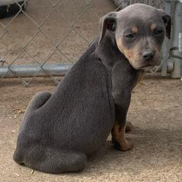 Girl 6 - Blue female Catahoula Leopard Dog puppy in Gadsden, Alabama from Rich Cat’s