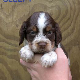 Sleepy - Tri-Roan male English Springer Spaniel puppy in Lake City, Florida from Patriot Springer Spaniels