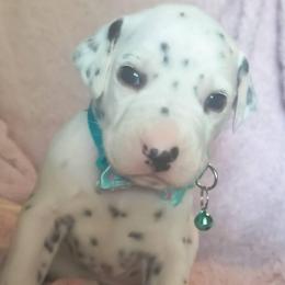 Emily (Teal Collar Female) - White and black female Dalmatian puppy in Raymondville, Missouri from Wagner's Dalmatian's
