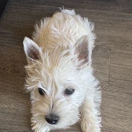 Poodle and West Highland White Terrier Puppies from JJs Puppies of the Carolinas