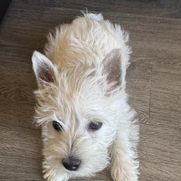 Poodle and West Highland White Terrier Puppies from JJs Puppies of the Carolinas