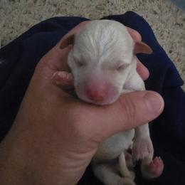 Taiga - White and tan male Maltese puppy in Ludington, Michigan from OT Maltese & Co