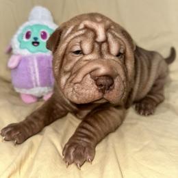 Lucy - Chocolate dilute female Chinese Shar-Pei puppy in China, Michigan from Blackwitch Farms