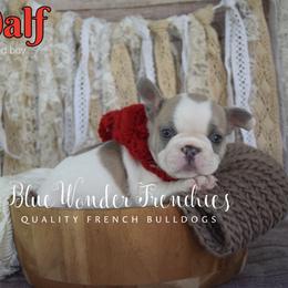 Gandalf - Blue fawn male French Bulldog puppy in Loxahatchee, Florida from Blue Wonder Frenchies