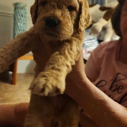 Goldendoodle Puppies from Hadie's Doodles