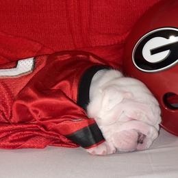Bulldog and French Bulldog Puppies from The Georgia Bully Bunch