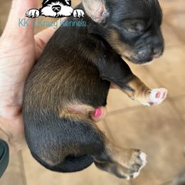 Pepper and red boy - Salt and pepper Miniature Schnauzer puppy in Kaufman, Texas from KK’s Krazy Kennels