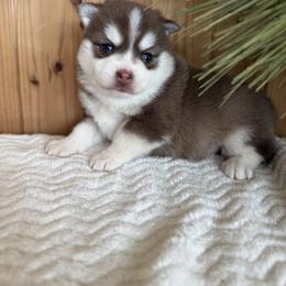 Brownie - Chocolate male Pomsky puppy in Staples, Minnesota from Ritzy Puppies