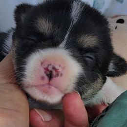 Sage bandana girl - Black and tan female Pembroke Welsh Corgi puppy in Cherokee, Oklahoma from MCS Farms-OK