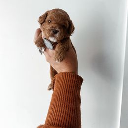 Midnight - Red male Cavapoo puppy in Shingle Springs, California from Kindred Oak Goldendoodles