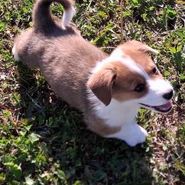 Laredo - Red male Pembroke Welsh Corgi puppy in Hillsville, Virginia from Bonderosa Kennels